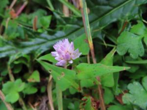 <a href="https://taieol.tw/muse/digi_object/68d24084494d91e9aa84631911baac31" target="_blank">玉山蓼／By：naturalist14740／iNaturalist</a>