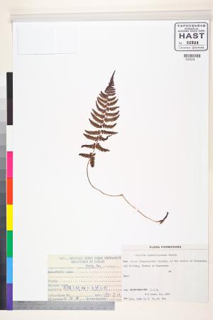<a href="https://brmas.openmuseum.tw/muse/digi_object/165be765308939d3fa2c2da7c369a966" target="_blank">對生蹄蓋蕨／中央研究院生物多樣性研究博物館植物標本館 (HAST)</a>
