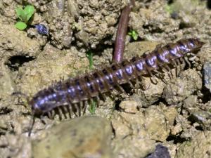 <a href="https://taieol.tw/muse/digi_object/e5743de943cc0225533c2a463efb4ef8" target="_blank">Chamberlinius hualienensis／By：orange_papa／iNaturalist</a>