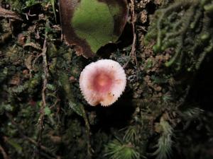 Russula kansaiensis(關西紅菇)