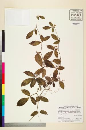 <a href="https://brmas.openmuseum.tw/muse/digi_object/1690ba722a734df060e2bd8083fea9bb" target="_blank">三葉崖爬藤／中央研究院生物多樣性研究博物館植物標本館 (HAST)</a>