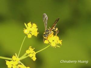 <a href="https://taieol.tw/muse/digi_object/9c5d4bc20a0ae70ecb6fb54526549cc6" target="_blank">花腹節腹泥蜂臺灣亞種／By：chinaberryhuang／iNaturalist</a>