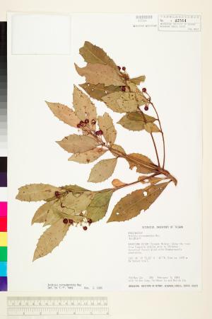 <a href="https://brmas.openmuseum.tw/muse/digi_object/16992c06a55ef40b2014d78f727f8e1a" target="_blank">雨傘仔／中央研究院生物多樣性研究博物館植物標本館 (HAST)</a>