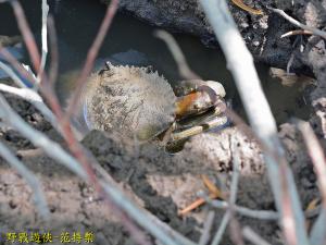 <a href="https://taieol.tw/muse/digi_object/42e8a9573607d06ebaaa79d2ed766790" target="_blank">鋸緣青蟳／By：kinmatsu／iNaturalist</a>