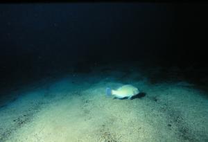 <a href="https://fishdb.sinica.edu.tw/muse/digi_object/a982c45f18a032ae135d90bd136bc17a" target="_blank">Choerodon schoenleinii@fishdb-media-229／郭道仁</a>