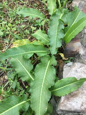 <a href="https://taieol.tw/muse/digi_object/706a223ee06c625ba478fc57bccee1f6" target="_blank">大羊蹄／By：robin_liau／iNaturalist</a>