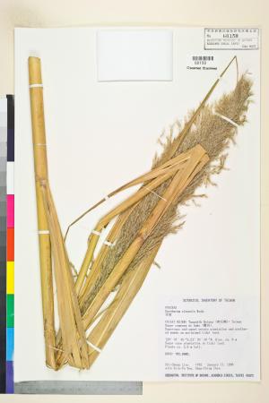 <a href="https://brmas.openmuseum.tw/muse/digi_object/16cb8ccb4fce10eb53614ddde2075dd1" target="_blank">甘蔗／中央研究院生物多樣性研究博物館植物標本館 (HAST)</a>