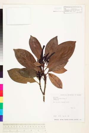 <a href="https://brmas.openmuseum.tw/muse/digi_object/16dfe84fdcf2e9a6ccacf80d4e6146a0" target="_blank">大果玉心花／中央研究院生物多樣性研究博物館植物標本館 (HAST)</a>
