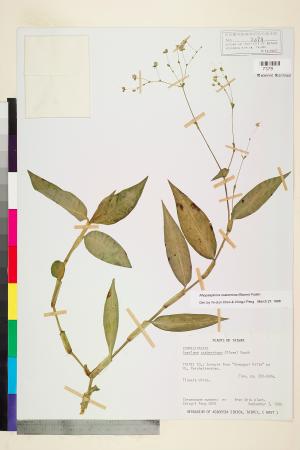 <a href="https://brmas.openmuseum.tw/muse/digi_object/170e58804075dd865ad562158612b512" target="_blank">毛果竹葉菜(毛果網籽草)／中央研究院生物多樣性研究博物館植物標本館 (HAST)</a>