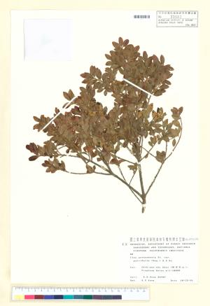 <a href="https://brmas.openmuseum.tw/muse/digi_object/172157ede97deebb7c68e33e0ca88d1a" target="_blank">雲南冬青／中央研究院生物多樣性研究博物館植物標本館 (HAST)</a>