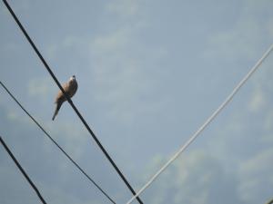 <a href="https://taieol.tw/muse/digi_object/0b1fb67d637c71b4b227cd138823a3f2" target="_blank">珠頸斑鳩／By：doggy0406／iNaturalist</a>