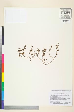 <a href="https://brmas.openmuseum.tw/muse/digi_object/17381d4a55d7f520086d9c19fd4bde07" target="_blank">白花金唇蘭／中央研究院生物多樣性研究博物館植物標本館 (HAST)</a>