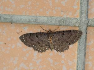 <a href="https://taieol.tw/muse/digi_object/6283bba2ae3de608a42c917ba3d4a428" target="_blank">Collix stellata／By：max822／iNaturalist</a>