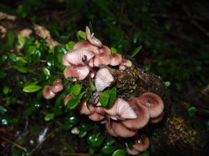 Mycena haematopus(紅紫柄小菇)