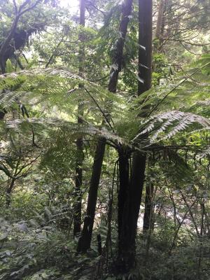 <a href="https://taieol.tw/muse/digi_object/ffeadb4dd96d13197054ceea3c2a78eb" target="_blank">筆筒樹／By：herqles／iNaturalist</a>