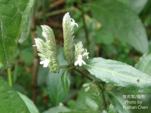 <a href="https://taieol.tw/muse/digi_object/0bc14c1b1c155e2be952dc4abf12e81a" target="_blank">台灣鱗球花／By：cyst007／iNaturalist</a>