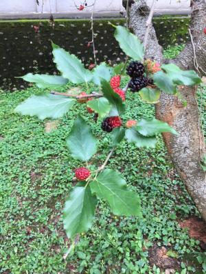 <a href="https://taieol.tw/muse/digi_object/c4684aedaefd2203a638142ee8eab02e" target="_blank">桑／By：delixu／iNaturalist</a>