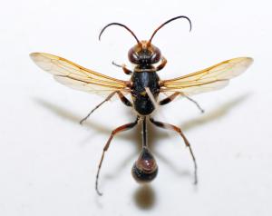 Sphecidae sp._陽明山 7