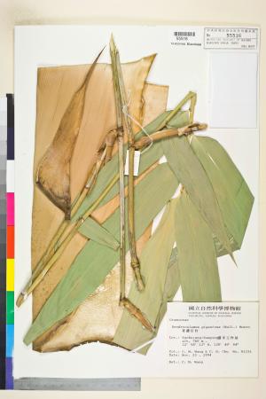 <a href="https://brmas.openmuseum.tw/muse/digi_object/178e46ffd503a302889731d773882c4f" target="_blank">荖濃巨竹(印度麻竹)／中央研究院生物多樣性研究博物館植物標本館 (HAST)</a>
