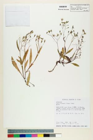 <a href="https://brmas.openmuseum.tw/muse/digi_object/17a45d3876efeaff503eb382ffb71bd5" target="_blank">兔仔菜／中央研究院生物多樣性研究博物館植物標本館 (HAST)</a>