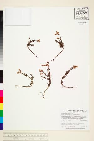 <a href="https://brmas.openmuseum.tw/muse/digi_object/17ab5aa0f0262c239d8282626cc44f07" target="_blank">太魯閣佛甲草／中央研究院生物多樣性研究博物館植物標本館 (HAST)</a>