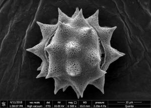 <a href="https://ntm-naturearchive.openmuseum.tw/muse/digi_object/c243f6d76c862f9098d0b015bbf5589f" target="_blank">天人菊／國立臺灣博物館</a>