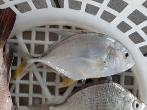 <a href="https://taieol.tw/muse/digi_object/c4797478d3c6a3cd9172f1eae6263359" target="_blank">浪人鰺／By：tern911／iNaturalist</a>