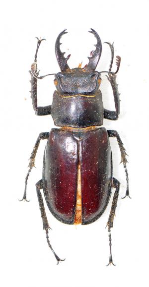 Lucanus ogakii ogakii 黑腳深山鍬形蟲