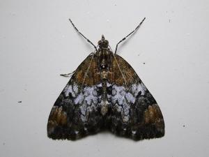 <a href="https://taieol.tw/muse/digi_object/6ec453c0ddaf147861568e7aa941a110" target="_blank">Dysstroma calamistrata scalata／By：Hsiengan Huang／臺灣物種名錄(TaiCOL)</a>