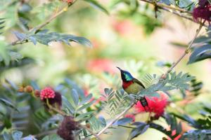 <a href="https://taieol.tw/muse/digi_object/85d9cb007697647534b7bbb0ced93955" target="_blank">叉尾太陽鳥／By：chendada／iNaturalist</a>