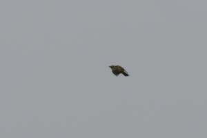 <a href="https://taieol.tw/muse/digi_object/36630cf174b5d3389d14a8518725cde2" target="_blank">黃鸝／By：fylin／iNaturalist</a>