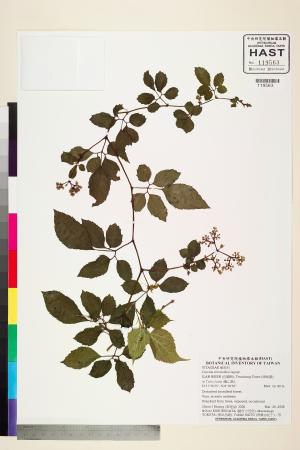 <a href="https://brmas.openmuseum.tw/muse/digi_object/17f75cf2b76a01a7f43b1071bdef9df9" target="_blank">角花烏斂莓／中央研究院生物多樣性研究博物館植物標本館 (HAST)</a>