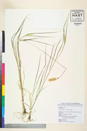 <a href="https://brmas.openmuseum.tw/muse/digi_object/17f96500f209f3128efb8ce2d98813fa" target="_blank">狗尾草／中央研究院生物多樣性研究博物館植物標本館 (HAST)</a>