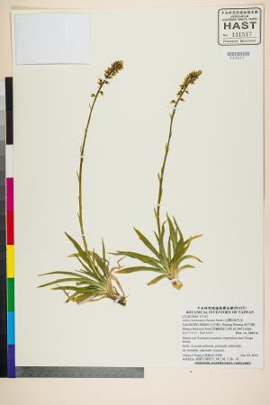 <a href="https://brmas.openmuseum.tw/muse/digi_object/1804c32026d2e6f50d0460eb081acd6c" target="_blank">台灣粉條兒菜／中央研究院生物多樣性研究博物館植物標本館 (HAST)</a>