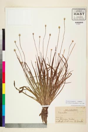 <a href="https://brmas.openmuseum.tw/muse/digi_object/1812112a67a0bee2f3561811991779af" target="_blank">大葉穀精草／中央研究院生物多樣性研究博物館植物標本館 (HAST)</a>