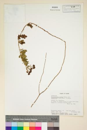 <a href="https://brmas.openmuseum.tw/muse/digi_object/1826ea30277ce1db56c67823a4defbfb" target="_blank">新竹油菊／中央研究院生物多樣性研究博物館植物標本館 (HAST)</a>