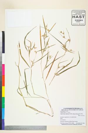 <a href="https://brmas.openmuseum.tw/muse/digi_object/18274b0116b20dcca62e2c6434e20773" target="_blank">水蔗草／中央研究院生物多樣性研究博物館植物標本館 (HAST)</a>