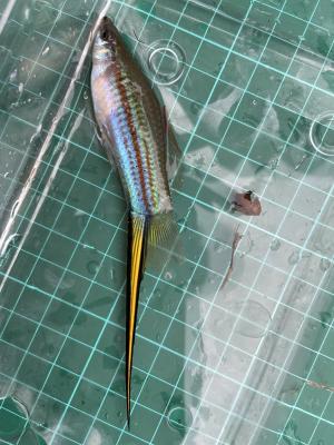 <a href="https://taieol.tw/muse/digi_object/957d11dd3d773dade5e8237b0e04f48d" target="_blank">劍尾魚／By：wen-ting／iNaturalist</a>