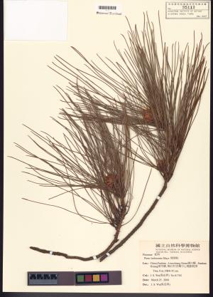 <a href="https://brmas.openmuseum.tw/muse/digi_object/184221ef98ce62957029a9db78ce12e7" target="_blank">琉球松／中央研究院生物多樣性研究博物館植物標本館 (HAST)</a>