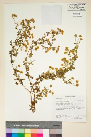 <a href="https://brmas.openmuseum.tw/muse/digi_object/1844cff10eb9236be2c01f0ea5750d87" target="_blank">新竹油菊／中央研究院生物多樣性研究博物館植物標本館 (HAST)</a>
