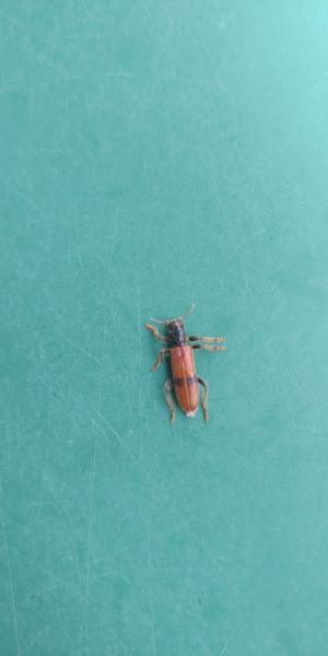 <a href="https://taieol.tw/muse/digi_object/839a0f1bc0720a325ba5be01b6cdbade" target="_blank">Opilo formosanus／By：anthonyficus／iNaturalist</a>