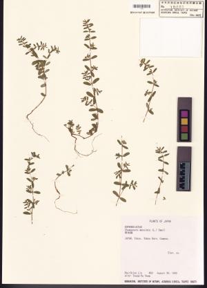 <a href="https://brmas.openmuseum.tw/muse/digi_object/185b235193e437713e6d3505ecae67e8" target="_blank">斑地錦／中央研究院生物多樣性研究博物館植物標本館 (HAST)</a>