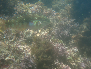 <a href="https://taieol.tw/muse/digi_object/c326b2154906116c45669ffdef1fd352" target="_blank">斑點海豬魚／By：pchi45／iNaturalist</a>