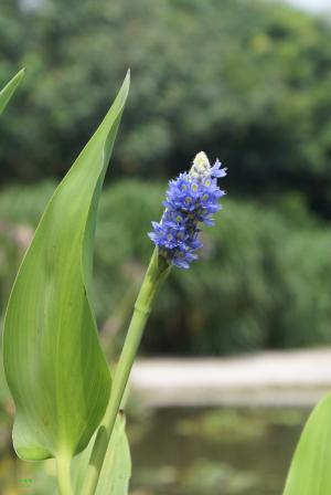 <a href="https://taieol.tw/muse/digi_object/b93778242af5f3c7bd21444f7da3bc6d" target="_blank">植物界／By：鄭政烝／臺灣生命大百科</a>