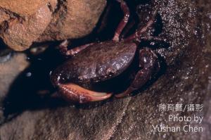 <a href="https://taieol.tw/muse/digi_object/69ef56b582b9777b1075b10e4a53b6a8" target="_blank">平額石扇蟹／By：陳育賢／陳育賢</a>