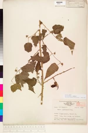 <a href="https://brmas.openmuseum.tw/muse/digi_object/18a7895a384891d05bf9e1f3c8f258b5" target="_blank">變葉懸鉤子／中央研究院生物多樣性研究博物館植物標本館 (HAST)</a>