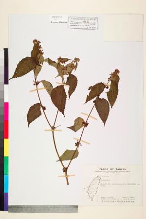 <a href="https://brmas.openmuseum.tw/muse/digi_object/18a83f87df56aa07a978f5d0bdd3d11f" target="_blank">垂桉草屬／中央研究院生物多樣性研究博物館植物標本館 (HAST)</a>