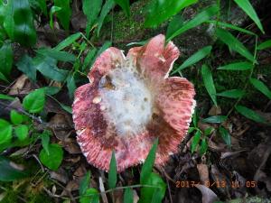 Russula viridirubrolimbata(紅邊綠紅菇)