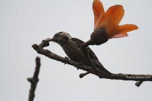 <a href="https://taieol.tw/muse/digi_object/04d3176ea5f68312ad4fb61c93732a9b" target="_blank">Dendrocopos canicapillus／By：陳添財／臺灣物種名錄(TaiCOL)</a>