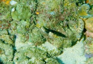 <a href="https://fishdb.sinica.edu.tw/muse/digi_object/9d0bf724eaf371e31aa875047468a2b4" target="_blank">Halichoeres hortulanus@fishdb-media-5942／魚類生態與演化研究室</a>